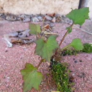 Photographie n°2541931 du taxon Lactuca muralis (L.) G.Mey.