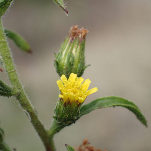 Photographie n°2541932 du taxon Dittrichia graveolens (L.) Greuter