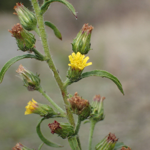 Photographie n°2541933 du taxon Dittrichia graveolens (L.) Greuter