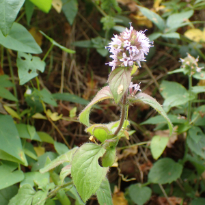 Photographie n°2541938 du taxon Mentha aquatica L.