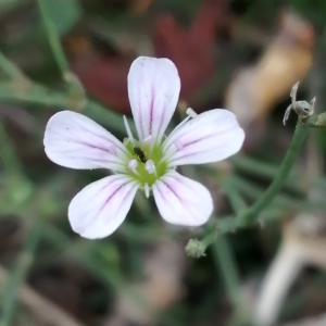 Photographie n°2542025 du taxon Petrorhagia saxifraga subsp. saxifraga 