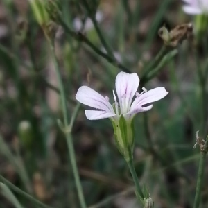 Photographie n°2542026 du taxon Petrorhagia saxifraga subsp. saxifraga 