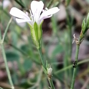  - Petrorhagia saxifraga subsp. saxifraga 