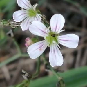 Photographie n°2542028 du taxon Petrorhagia saxifraga subsp. saxifraga 