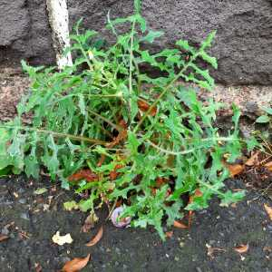 Photographie n°2542070 du taxon Sonchus oleraceus L.