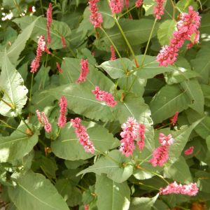 Photographie n°2542085 du taxon Persicaria orientalis (L.) Spach [1841]