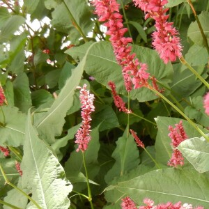  - Persicaria orientalis (L.) Spach [1841]