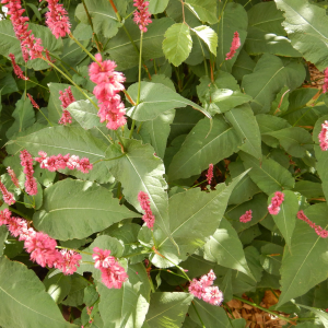 Photographie n°2542088 du taxon Persicaria orientalis (L.) Spach [1841]