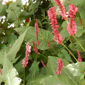  - Persicaria orientalis (L.) Spach [1841]