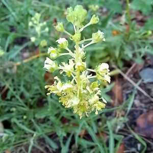 Photographie n°2542112 du taxon Reseda lutea L.