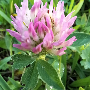 Photographie n°2542118 du taxon Trifolium pratense L.