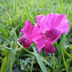 Photographie n°2542127 du taxon Lathyrus tuberosus L.