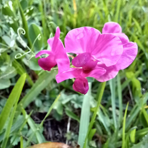  - Lathyrus tuberosus L.