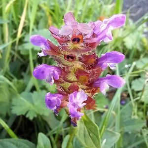 Photographie n°2542130 du taxon Prunella vulgaris L.