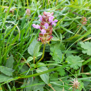 Photographie n°2542132 du taxon Prunella vulgaris L.