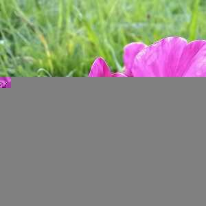 Photographie n°2542139 du taxon Lathyrus tuberosus L.