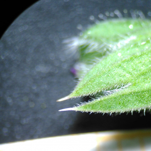 Photographie n°2542192 du taxon Salvia verbenaca subsp. verbenaca 