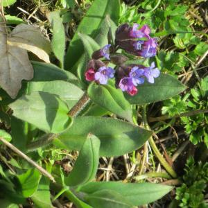 Photographie n°2542220 du taxon Pulmonaria montana subsp. montana