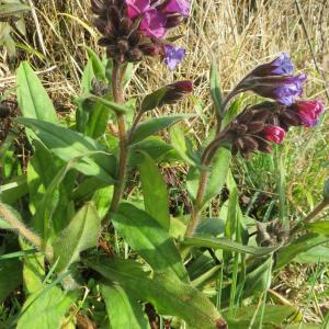 Photographie n°2542221 du taxon Pulmonaria montana subsp. montana