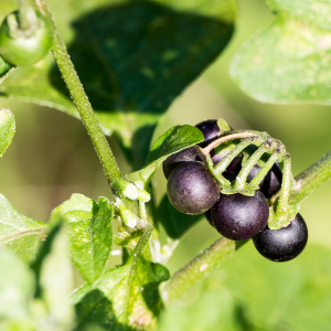 Photographie n°2542226 du taxon Solanum nigrum L.