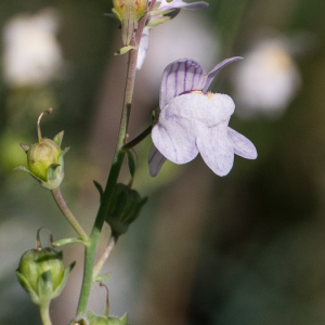 Photographie n°2542232 du taxon Linaria repens (L.) Mill.