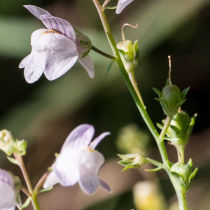 Photographie n°2542233 du taxon Linaria repens (L.) Mill.