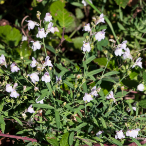 Photographie n°2542234 du taxon Linaria repens (L.) Mill.