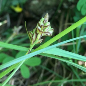 Photographie n°2542248 du taxon Carex pilulifera subsp. pilulifera