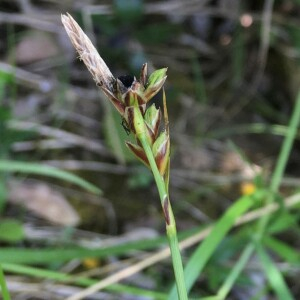 Photographie n°2542251 du taxon Carex pilulifera subsp. pilulifera