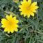  Liliane Roubaudi - Gazania rigens (L.) Gaertn.