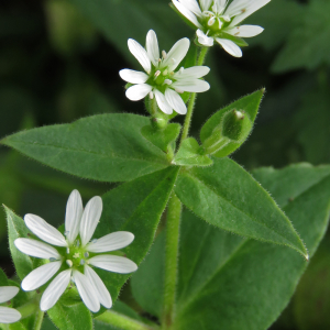 Photographie n°2542502 du taxon Stellaria aquatica (L.) Scop.