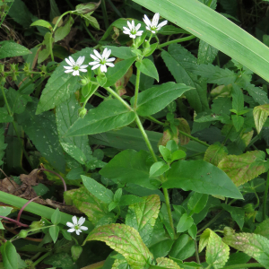 Photographie n°2542504 du taxon Stellaria aquatica (L.) Scop.