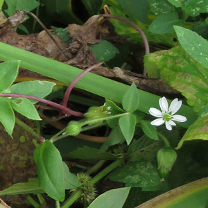 Photographie n°2542505 du taxon Stellaria aquatica (L.) Scop.