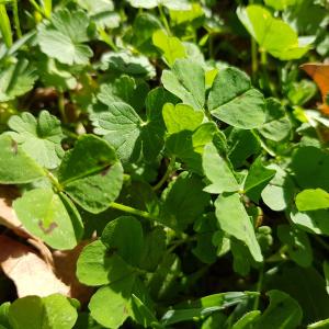 Photographie n°2542526 du taxon Medicago arabica (L.) Huds.