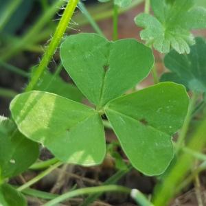 Photographie n°2542527 du taxon Medicago arabica (L.) Huds.