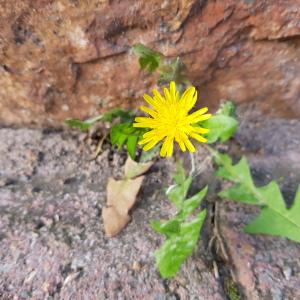 Photographie n°2542528 du taxon Taraxacum F.H.Wigg.