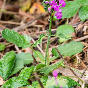 Photographie n°2542535 du taxon Betonica officinalis L.