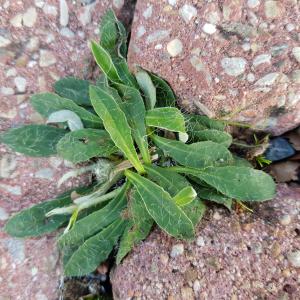 Photographie n°2542565 du taxon Pilosella officinarum F.W.Schultz & Sch.Bip.