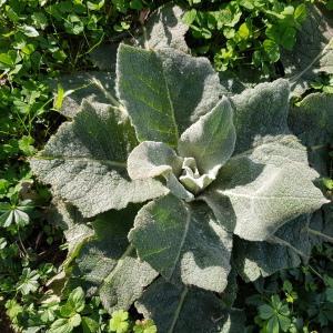 Photographie n°2542569 du taxon Verbascum L.