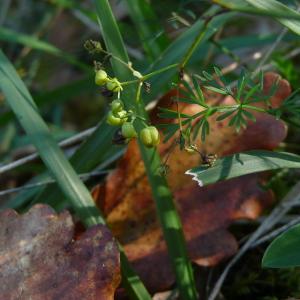 Photographie n°2542579 du taxon Bupleurum falcatum L.