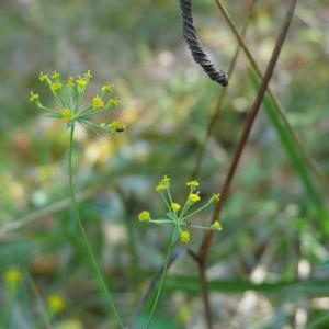 Photographie n°2542580 du taxon Bupleurum falcatum L.