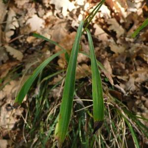 Photographie n°2542581 du taxon Bupleurum falcatum L.