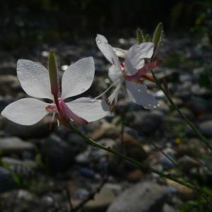  - Oenothera lindheimeri (Engelm. & A.Gray) W.L.Wagner & Hoch