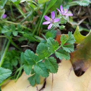 Photographie n°2542627 du taxon Erodium moschatum (L.) L'Hér.