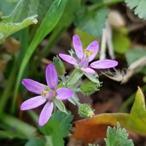 Photographie n°2542628 du taxon Erodium moschatum (L.) L'Hér.