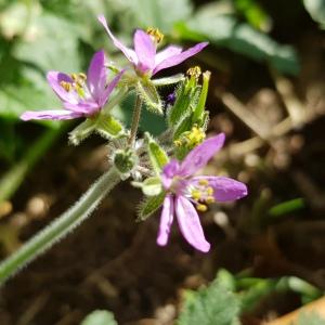 Photographie n°2542629 du taxon Erodium moschatum (L.) L'Hér.