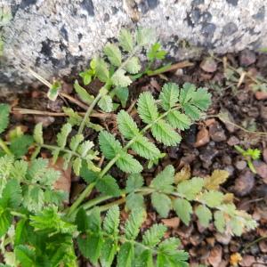 Photographie n°2542631 du taxon Erodium moschatum (L.) L'Hér.