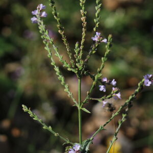 Photographie n°2542642 du taxon Verbena officinalis L.