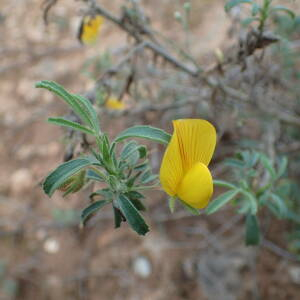 Photographie n°2542648 du taxon Ononis natrix subsp. natrix 