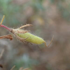 Photographie n°2542651 du taxon Ononis natrix subsp. natrix 